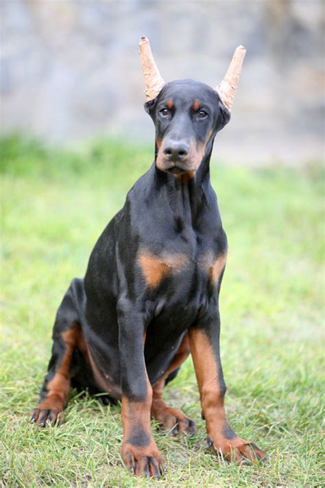 dobermann altobello